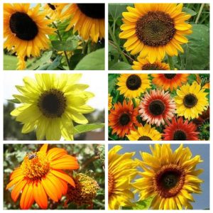 Sonnenblumenkerne Kombipackung