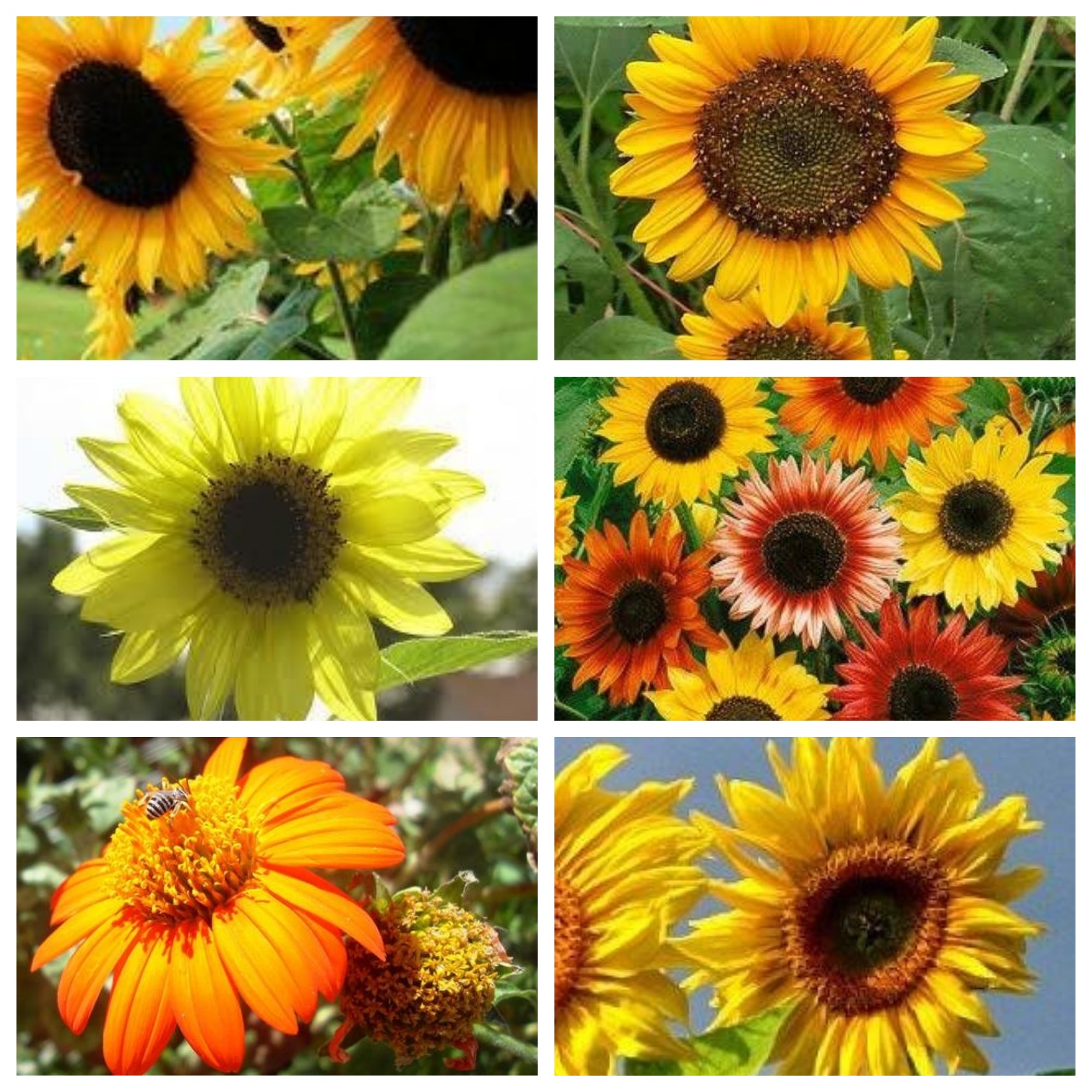 Sonnenblumenkerne Combo Packung