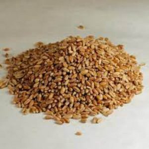 Giusto’s EB Bio Weizenbeeren hartrot, 50 lb