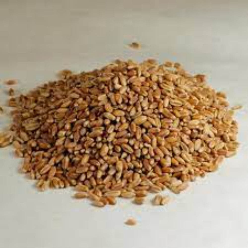 Giusto's EB – Bio Weizen Beeren hart rot, 50 Lb