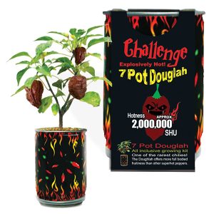 Challenge 7 Pot Douglah Pfefferpflanze