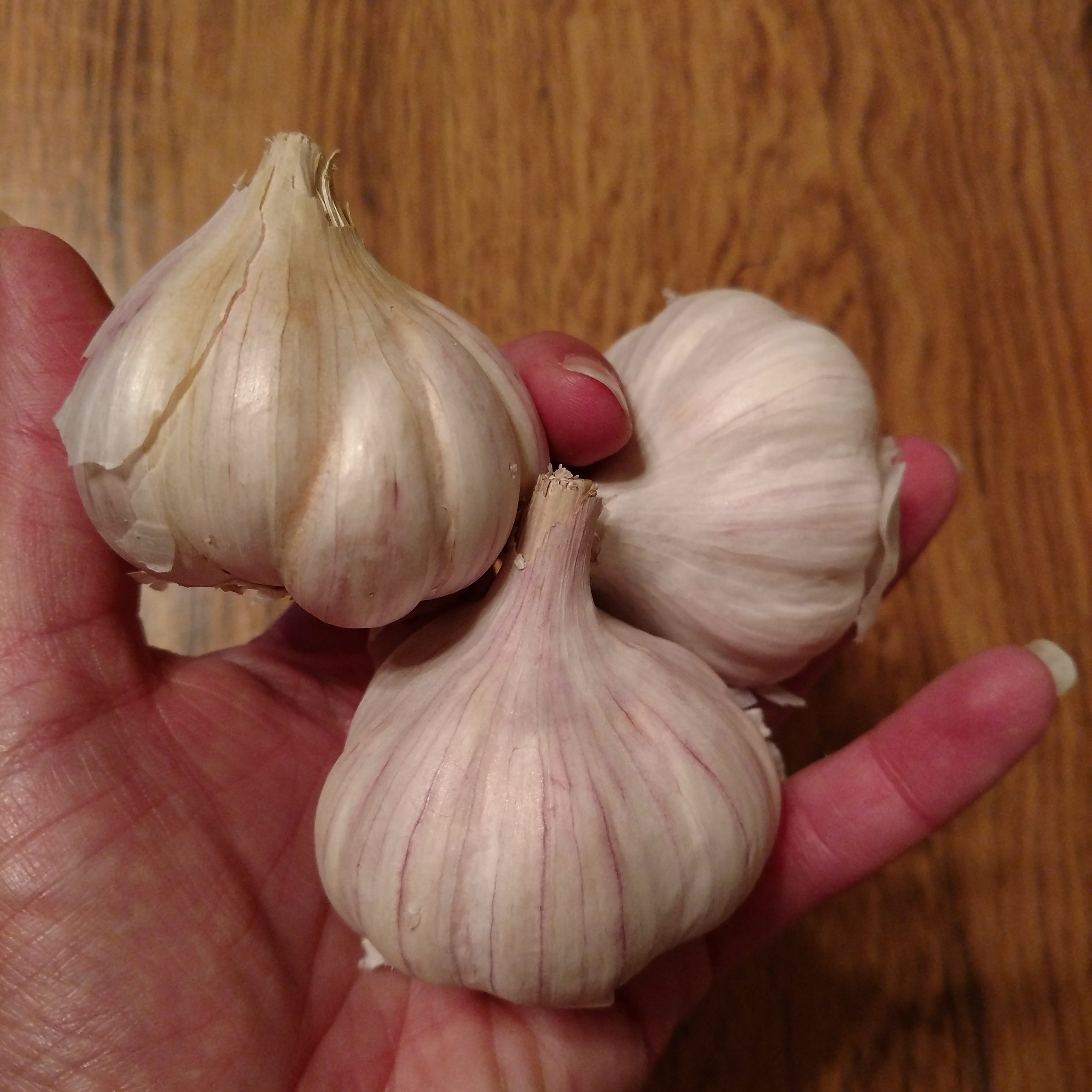 Bogatyr Samen Knoblauch
