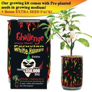 Challenge Peruvian weiße Habanero-Pfefferpflanze