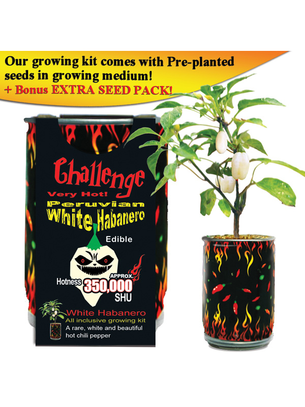 Herausforderung Peruanische weiße Habanero Pfeffer Pflanze