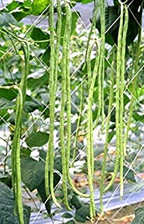 Orientalische Yard lange Pole Bean