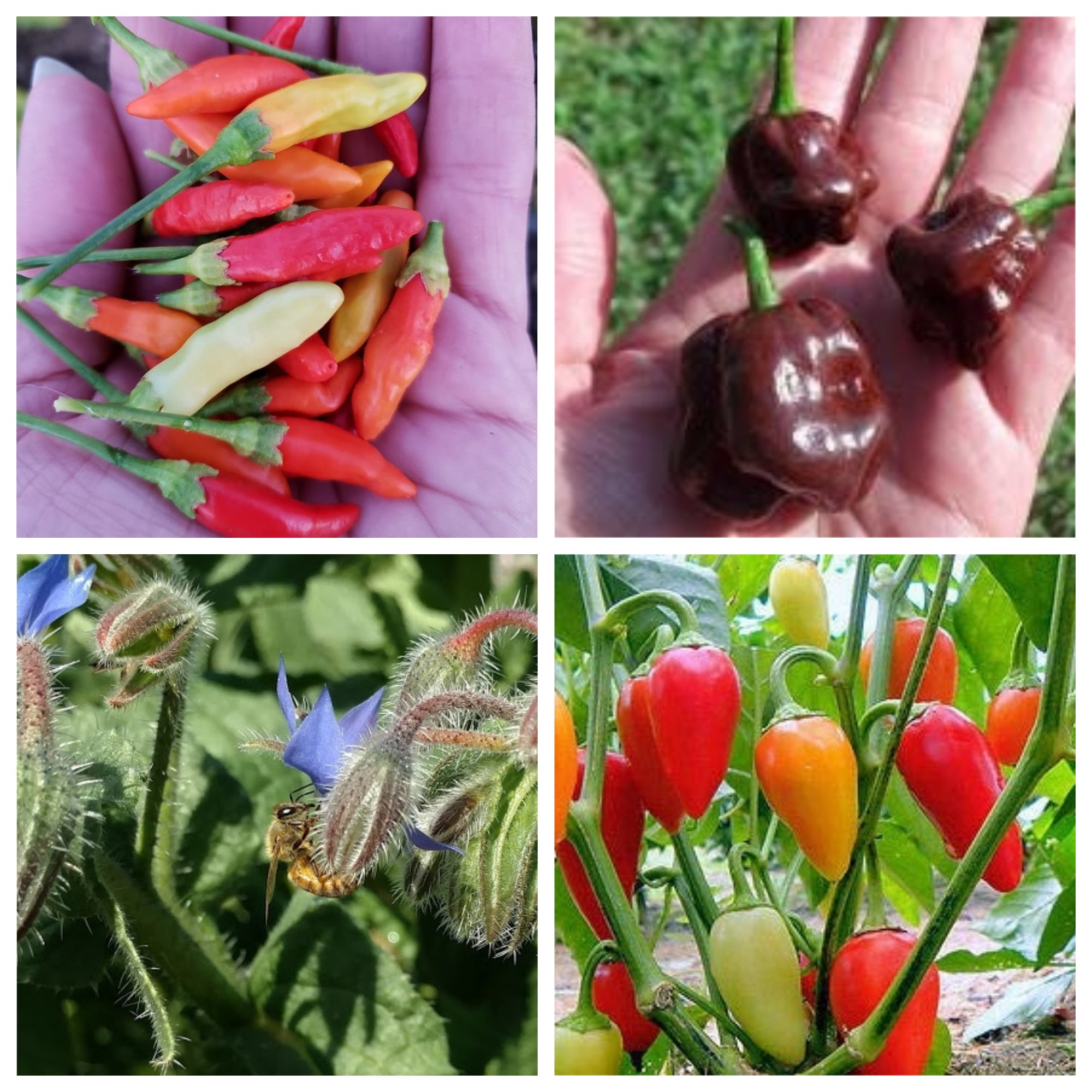 Pfeffer Garten Herausforderung Seed Combo Packung