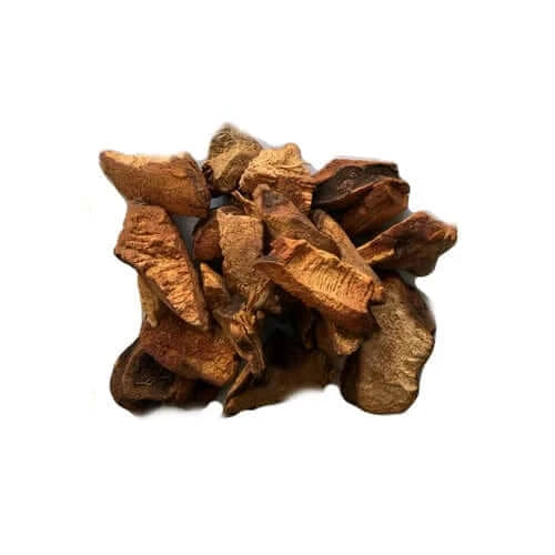 Chaney-Wurzel (Similax Balbisiana)