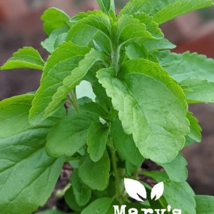 Stevia