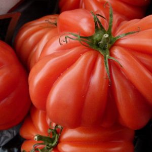 Costoluto Genovese Tomaten