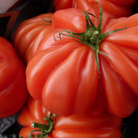 Costoluto Genovese Tomaten