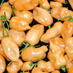 Pfirsich Habanero Pfeffer