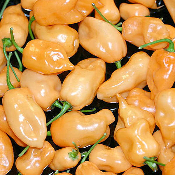 Pfirsich Habanero Pfeffer