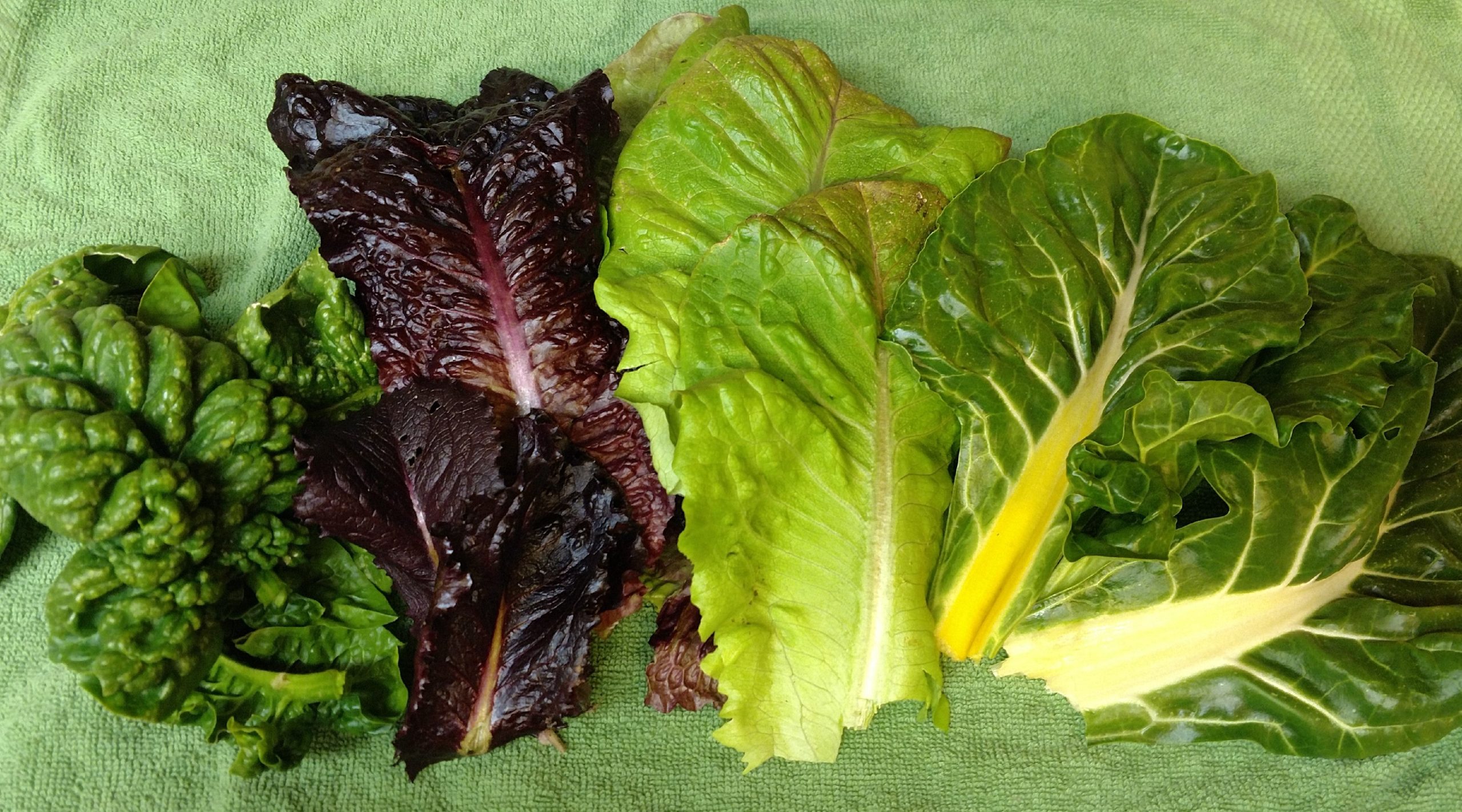 Easy Greens 4-Packung