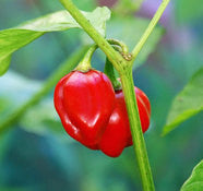 Karibischer roter Habanero Pfeffer