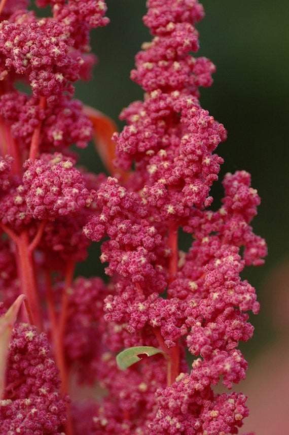 Kirsche Vanille Quinoa