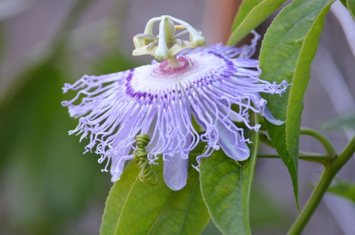 Lila Passionsblume