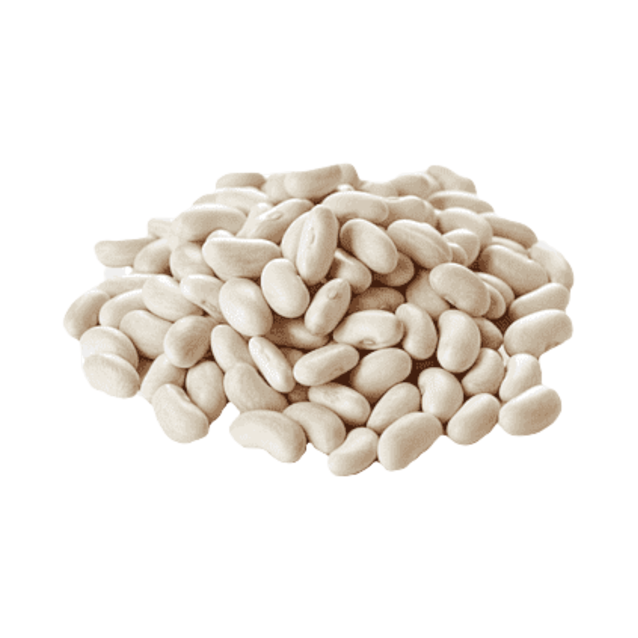 Dunkelblau Beans Trocken
