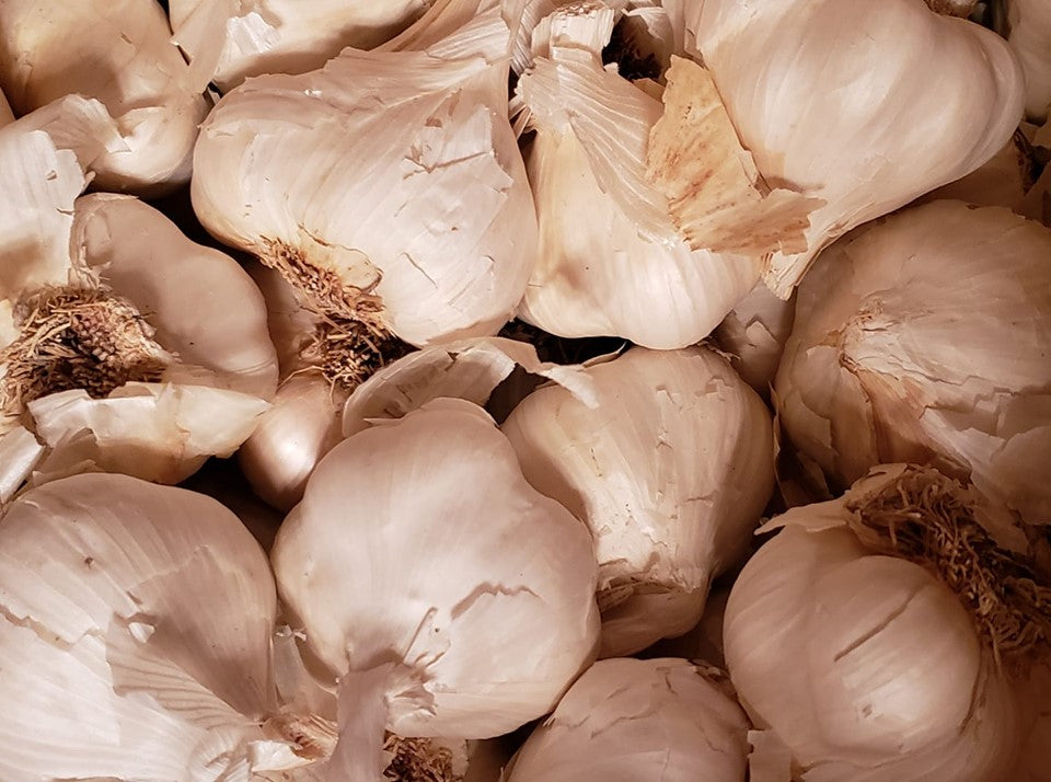 Kalifornien Spät Weißer Samen Knoblauch