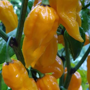 Fatalii Pfeffer