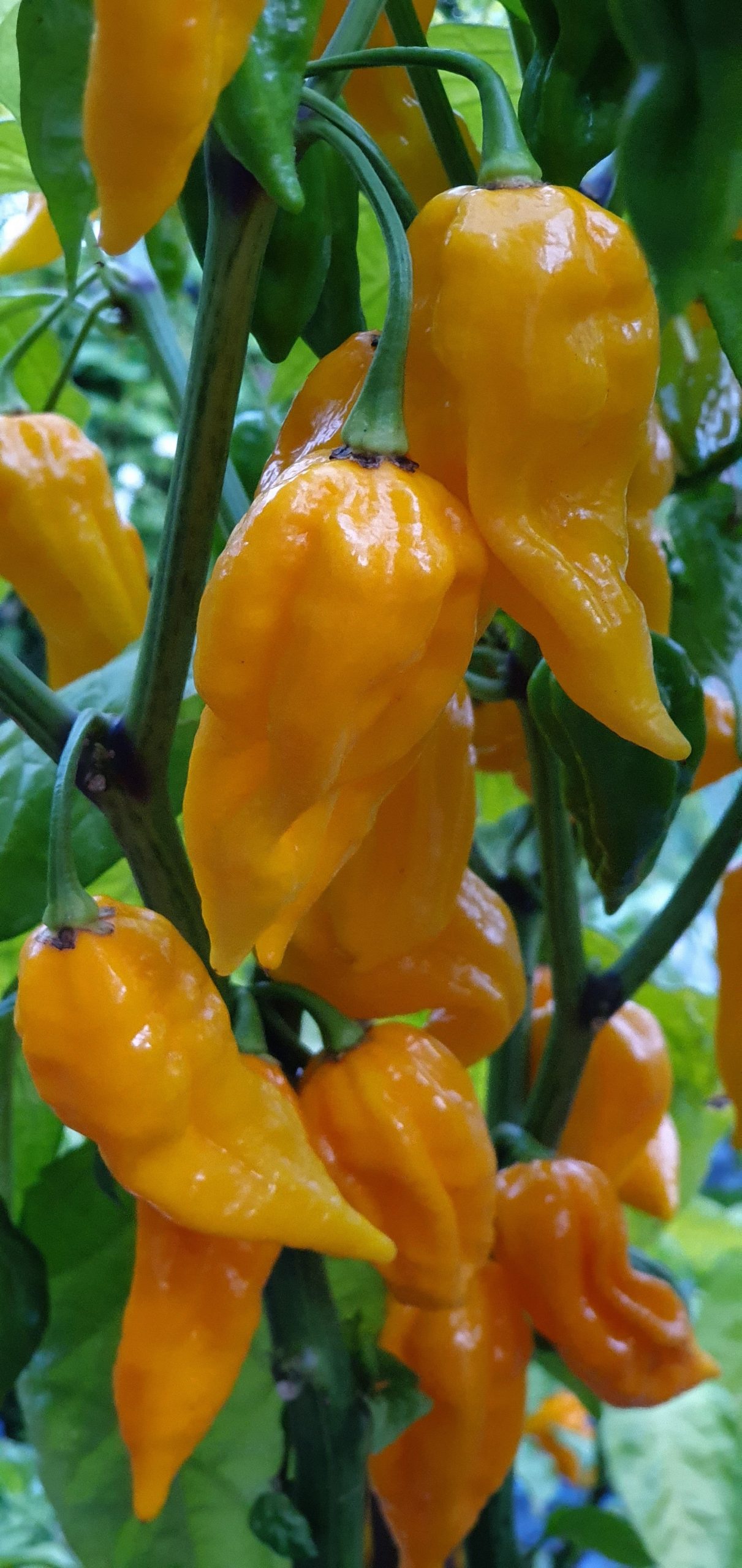 Fatalii Pfeffer